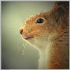 Аватара пользователя Squirrel